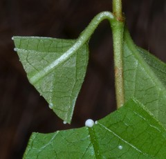 Thyrsanthella difformis