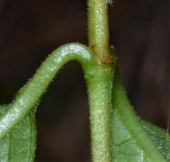 Thyrsanthella difformis