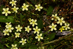 Ornduffia parnassifolia