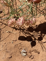 Astragalus ceramicus