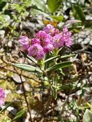 Kalmia microphylla occidentalis