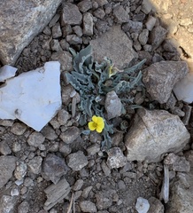 Viola pinetorum grisea