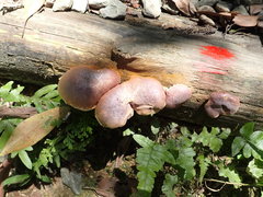 Gymnopilus aeruginosus