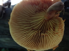 Gymnopilus aeruginosus
