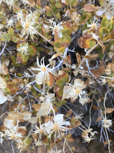 Attractive brickellbush (Brickellia atractyloides)