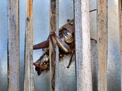 Monistria pustulifera