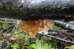 Tremella vesiculosa