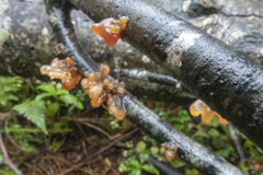 Tremella vesiculosa