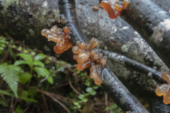 Tremella vesiculosa