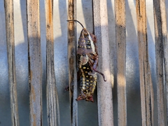 Monistria pustulifera