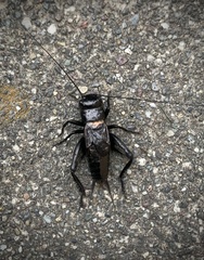 Gryllus brevicaudus