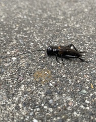 Gryllus brevicaudus