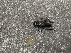 Gryllus brevicaudus