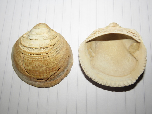 Glycymeris ovata