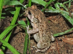 Duttaphrynus melanostictus