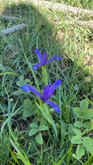 Iris sintenisii