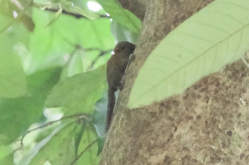 Least Pygmy Squirrel