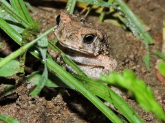 Duttaphrynus melanostictus