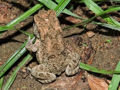 Duttaphrynus melanostictus