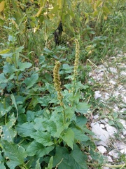 Blitum bonus-henricus