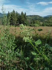 Chenopodiastrum hybridum