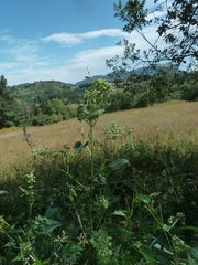 Chenopodiastrum hybridum