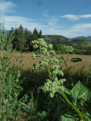 Chenopodiastrum hybridum