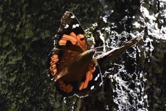 Vanessa tameamea