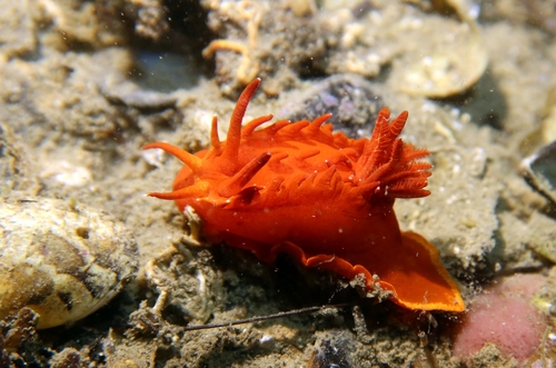 Venus Seaslug