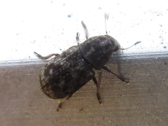 Opanthribus tessellatus