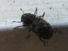 Opanthribus tessellatus