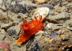 Okenia elegans