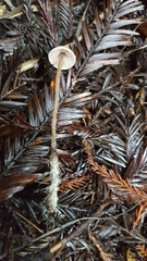 Pseudobaeospora stevensii