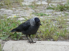 Corvus monedula soemmerringii