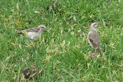 Crithagra reichenowi