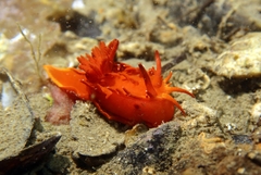 Okenia elegans