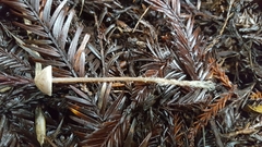 Pseudobaeospora stevensii
