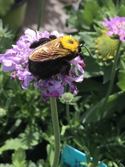 Xylocopa
