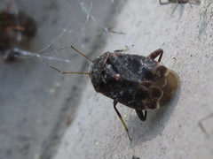 Charagochilus angusticollis