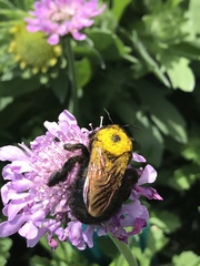 Xylocopa