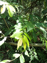 Glochidion acuminatum