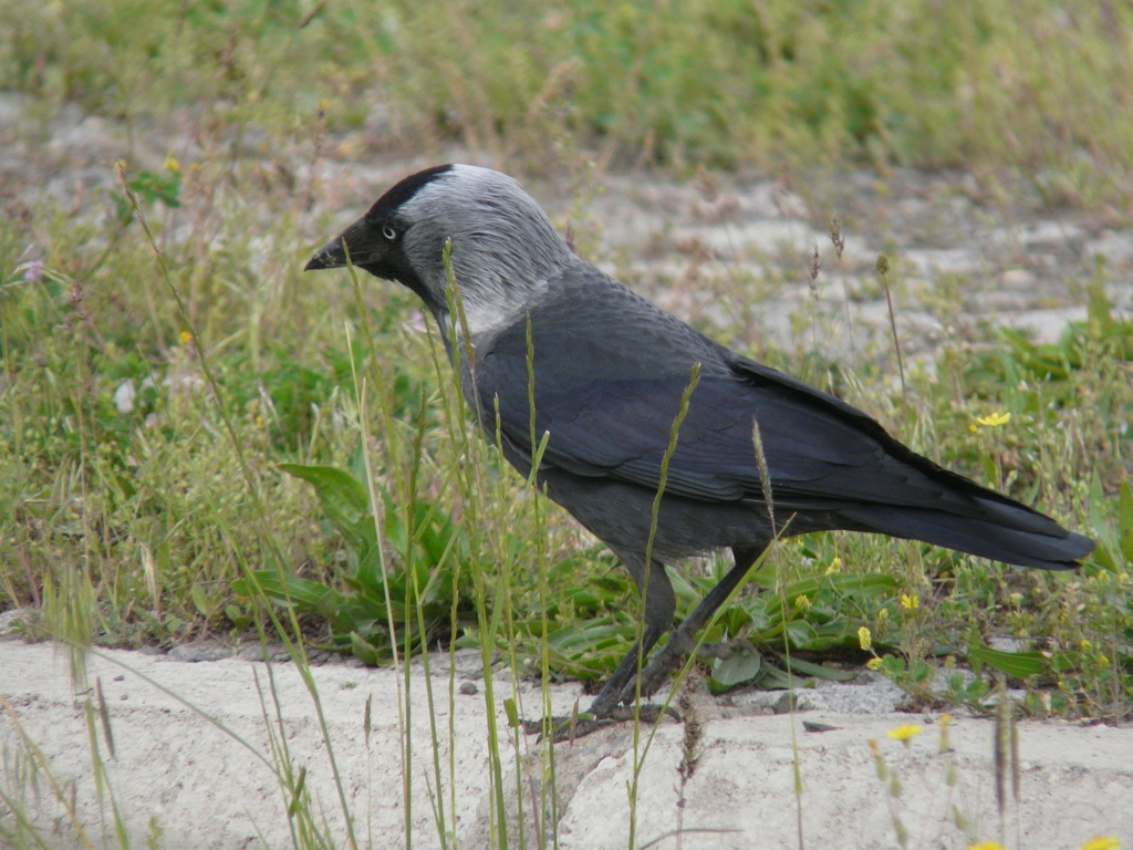 Eastern Eurasian Jackdaw