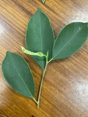 Ficus