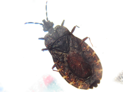 Neuroctenus castaneus