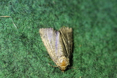 Amphipyra tragopoginis