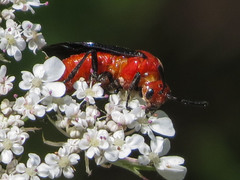 Arge coccinea