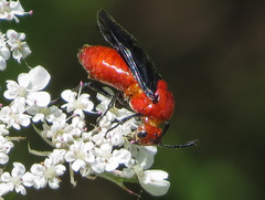 Arge coccinea