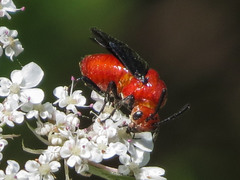 Arge coccinea