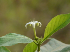 Morinda pubescens