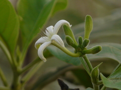 Morinda pubescens